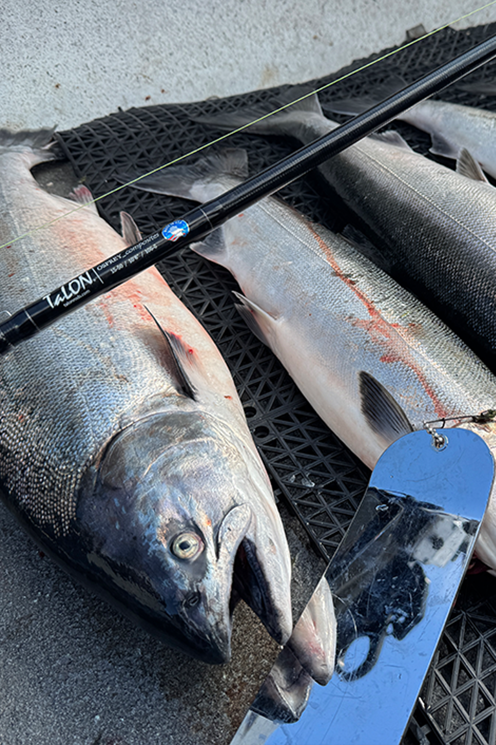 Salmon